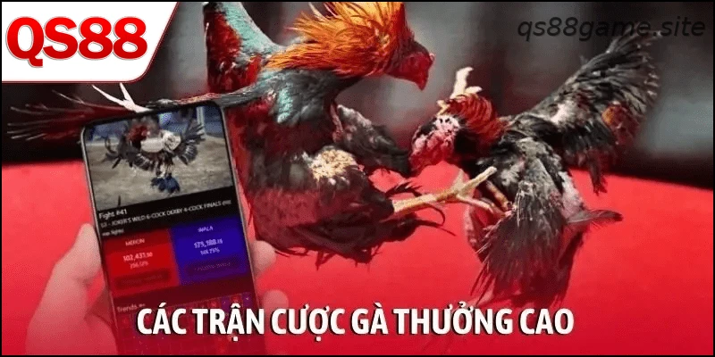 Các trận đá gà trực tiếp cùng nhiều mức cược tại QS88