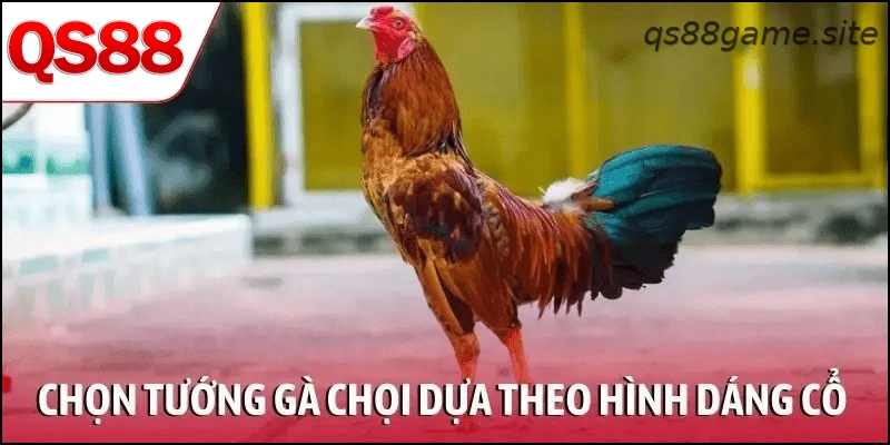 Chọn tướng gà chọi chiến dựa theo hình dáng cổ