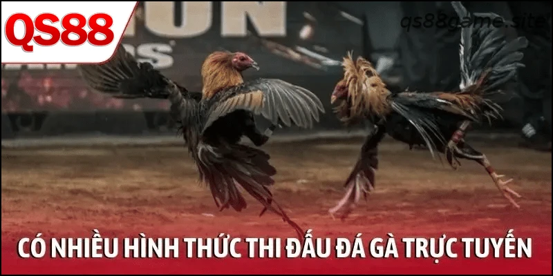 Có nhiều hình thức thi đấu trong đá gà trực tuyến