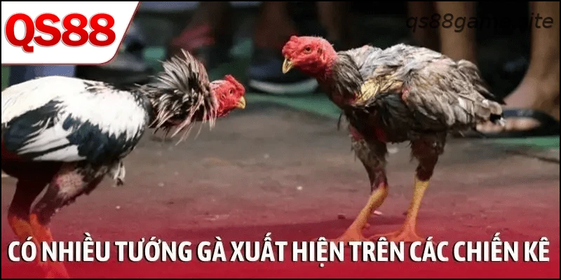 Có nhiều tướng gà xuất hiện trên các chiến kê mạnh