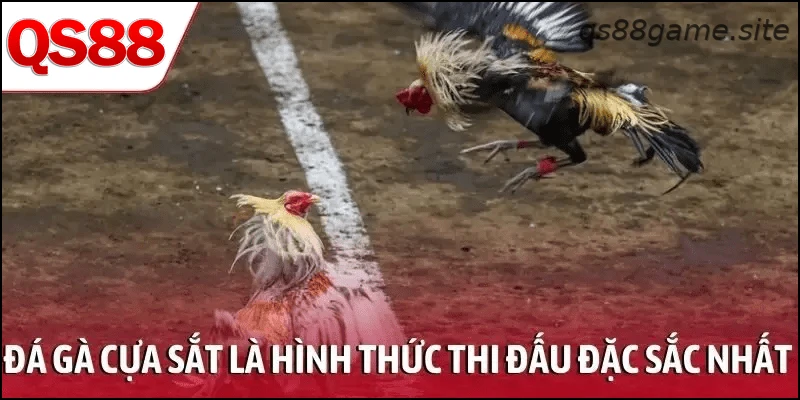 Đá gà cựa sắt là hình thức thi đấu đặc sắc nhất