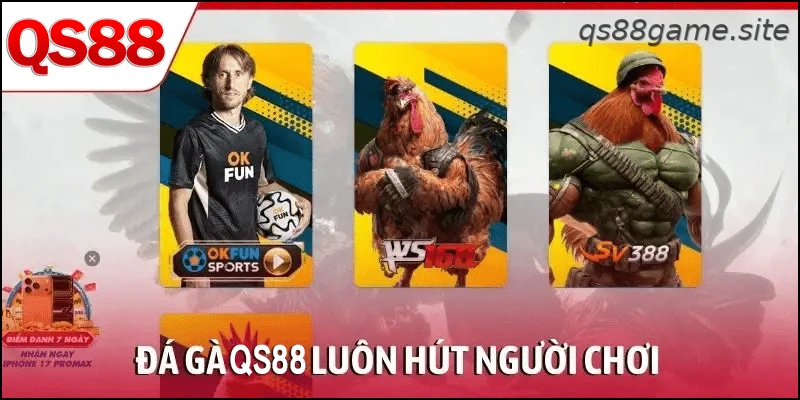 Đá gà QS88 cập nhật các trận đấu trực tiếp mỗi ngày