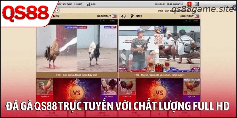 Xem đá gà QS88 trực tuyến với chất lượng full HD