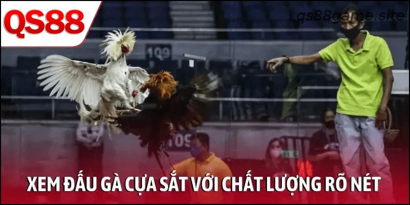Xem đấu gà cựa sắt với chất lượng hình ảnh rõ nét