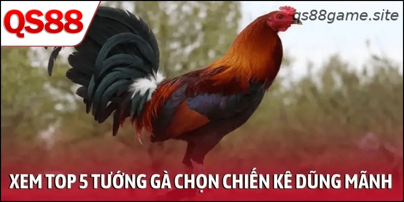 Xem top 5 tướng gà để chọn ra chiến kê dũng mãnh